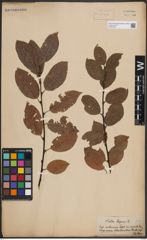 Foto von Salix caprea L.